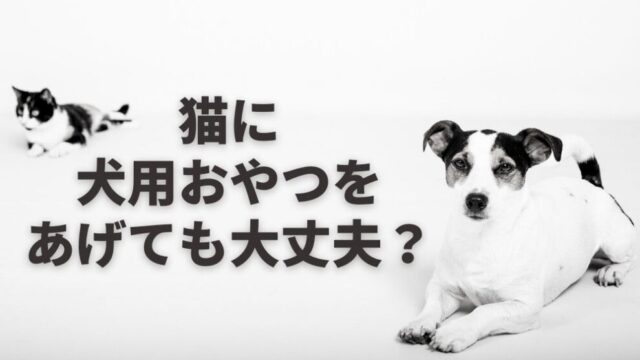 猫に犬用おやつをあげても大丈夫？注意点は？ドッグフードはNG！犬猫兼用おやつも紹介 | キャットフードの達人